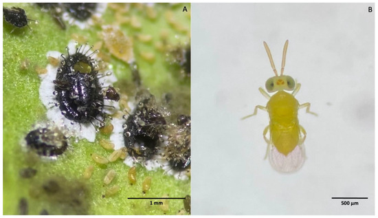 #SUSEditorialChoice

An Eretmocerus Species, Parasitoid of Aleurocanthus spiniferus, Was Found in Europe: The Secret Savior of Threatened Plants 

by Gianluca Melone, et al. 

mdpi.com/2071-1050/16/7…

#mdpi #openaccess #sustainability #SDGs