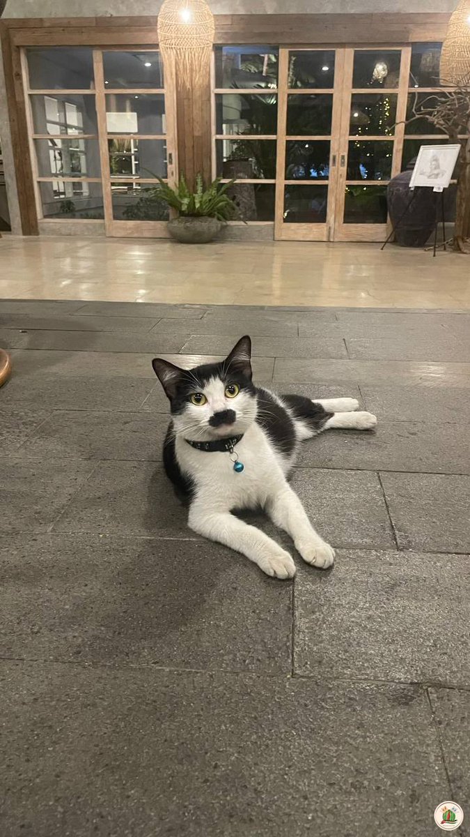 kcg! warga Bogor ada yg tau ga kalau ada kucing mas adam di salahsatu cafe bogor? hahaha