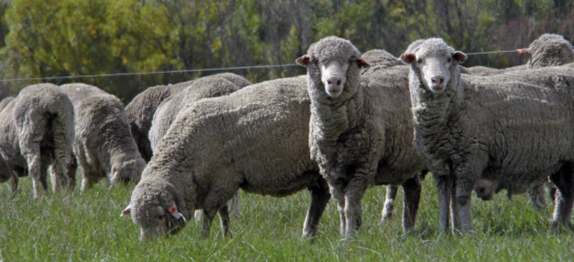 Have you done a faecal worm egg count recently? Some high counts have been reported in the Esperance region. Drop off samples with Swans Vets or check if your local ag supplier will run counts. agric.wa.gov.au/livestock-para…