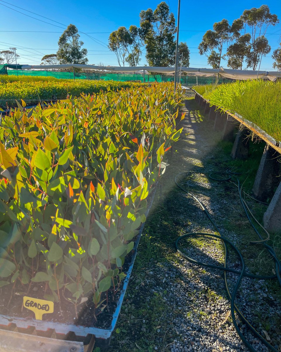 🌱 Happy Earth Day! 🌍

Join us in making a tangible impact. Contribute to Western Australia’s most ambitious regeneration project by participating in our Plant-a-Tree program. hubs.ly/Q02tz0q10

Turn Emissions into Trees 🌳