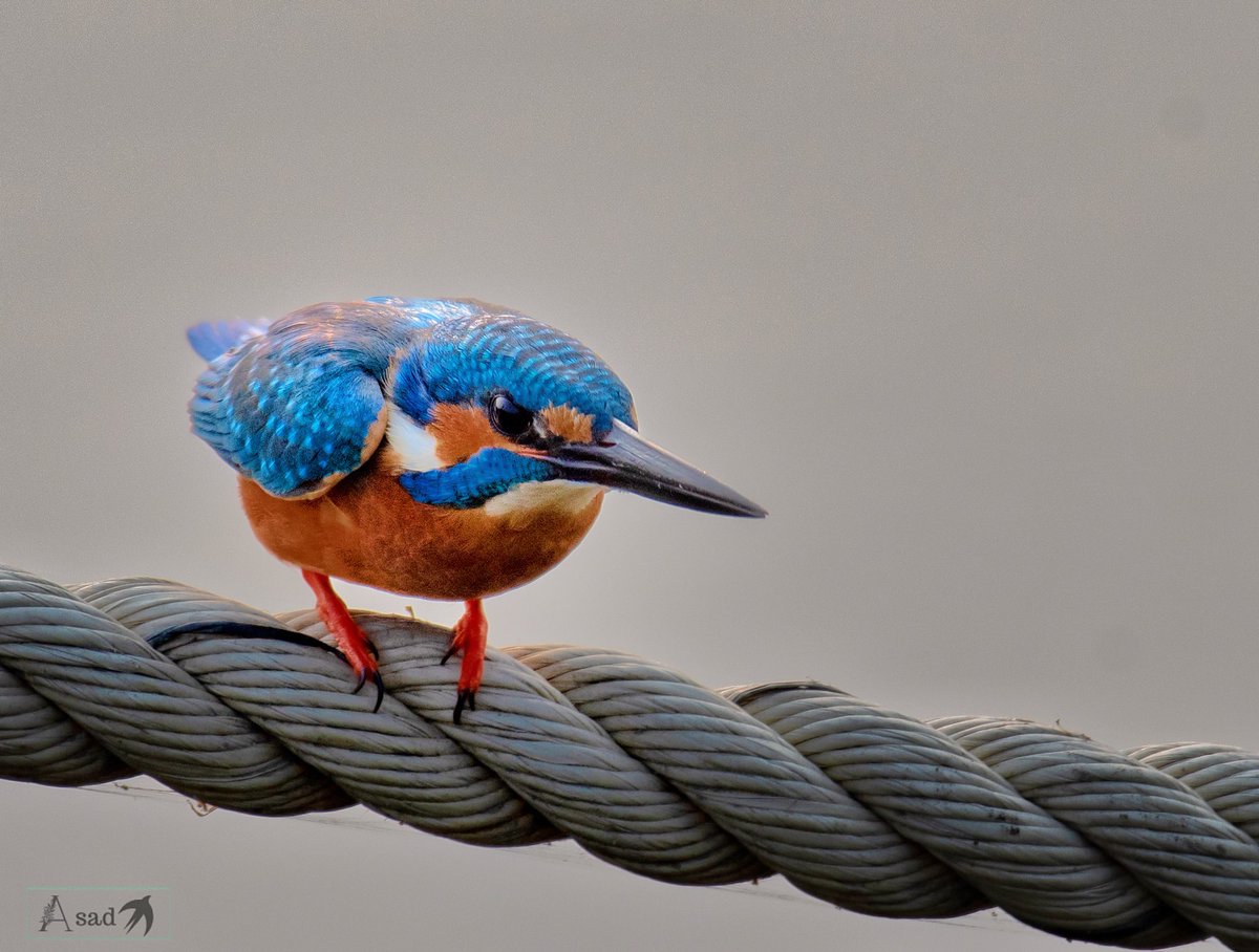 Common kingfisher ready to dive. 
#MondayBlues 
#IndiAves #birdphotography #birdwatching