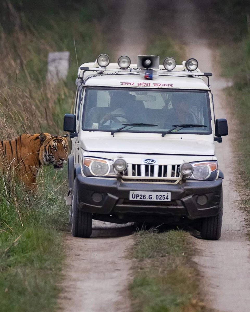 VIP tourism at #Pilibhit Tiger Reserve. All rules are for Tourists, Guides & Drivers, as they are easy Targets. Anyone can witness the rogue & autocracy from the bureaucracy in the Forests of Uttar Pradesh.
@UpforestUp @ntca_india