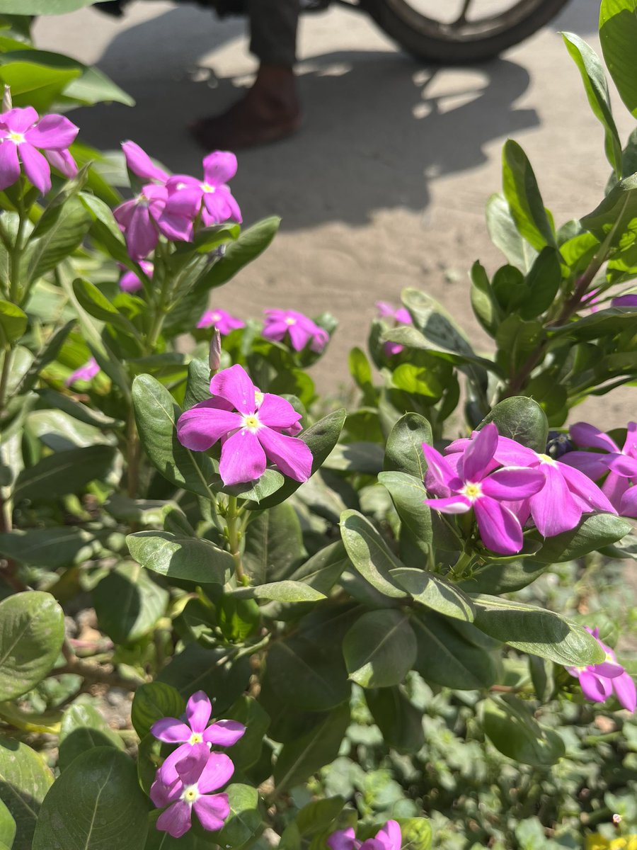 Macro photography of Madagascar periwinkle #macrophotography #MacroMarch #photo #flowerphotography #FLOWER