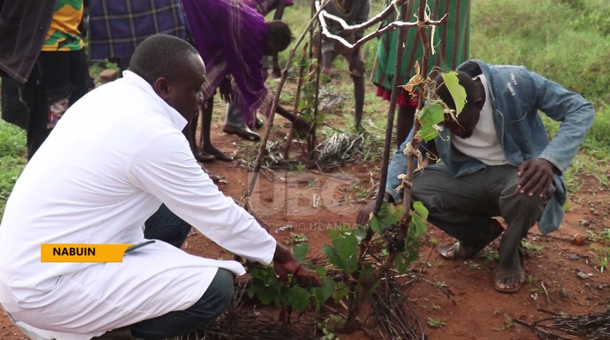 NARO's Nabuin Zonal Agricultural Research and Development Institute to train farmers on grape and date cultivation to prepare them for seedling distribution in the nine Karamoja districts. #UBCNews | youtu.be/7lj19LSdeQY