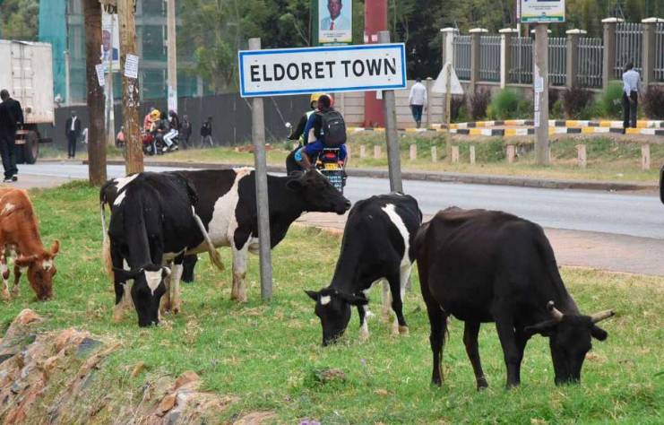 Kenya grapples with the reality of methane emissions from cows

ow.ly/SSUZ50RkOF2