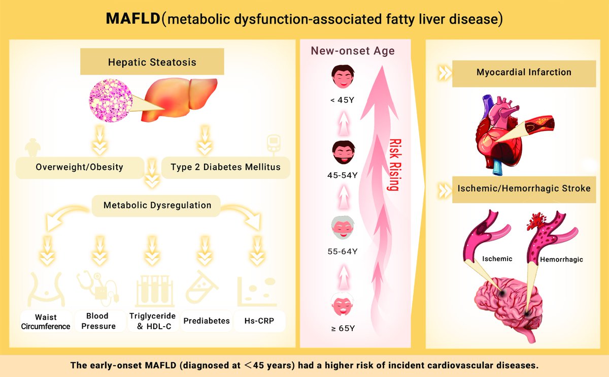New in The Innovation Medicine! New-onset age of metabolic-associated fatty liver disease and incident cardiovascular diseases Findings from prospective cohort.
Based on a large prospective cohort study, Zheng et al. aimed to examine the association between MAFLD and the risk of