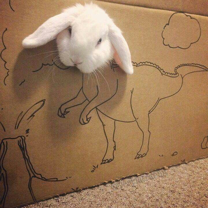 토끼는 언젠가 다시 돌아온다
….때가 되면