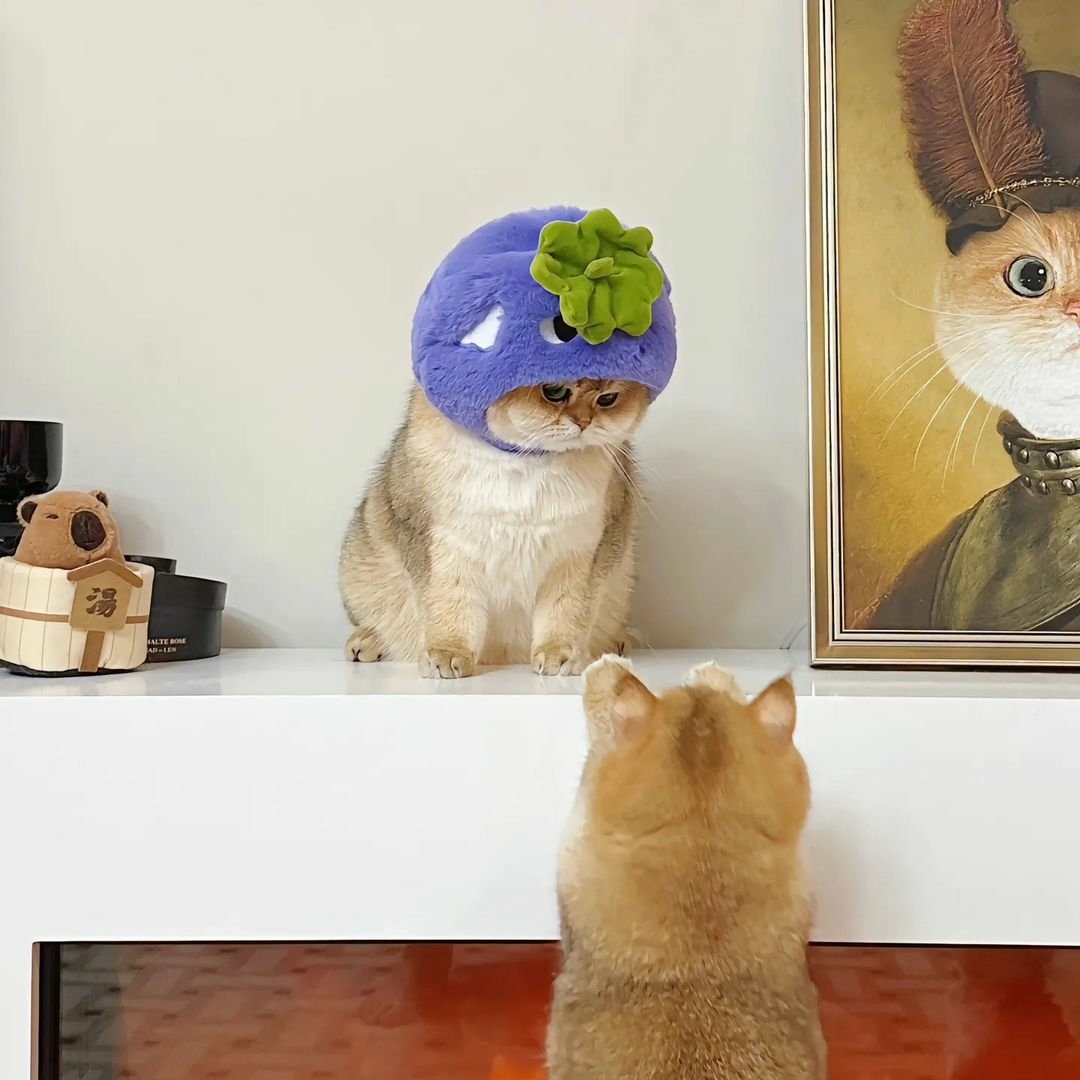 WeAssessCats's tweet photo. https://t.co/Niqers383U