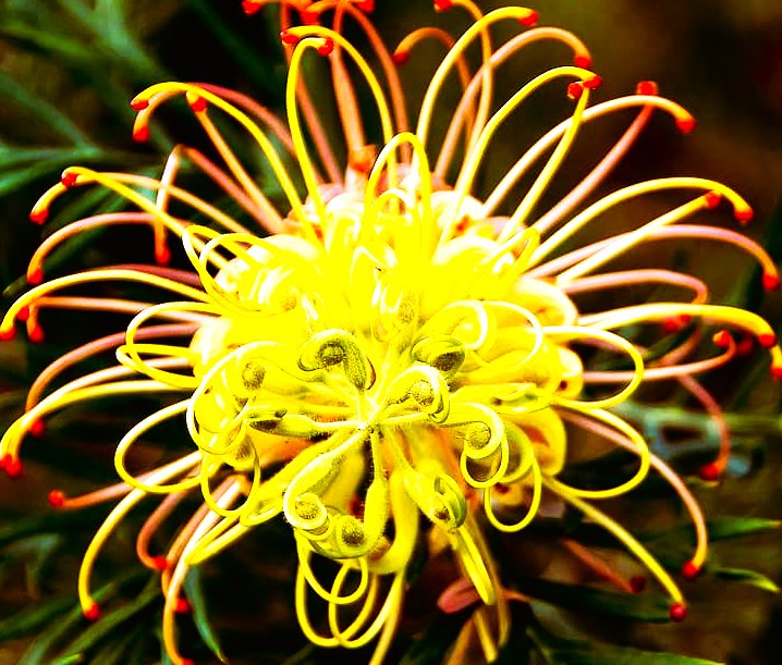 'Passion Bee Flowers & Grevillea flowers.'
Pinterest.