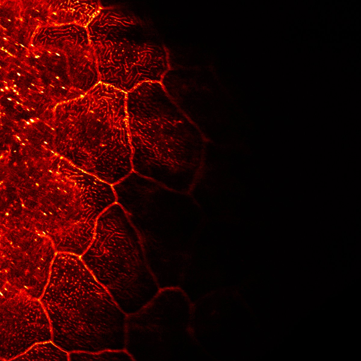 I know only three things about #zebrafish skin: 1) Asynthetic fission (which is nuts), 2) It gets in the way of so many imaging experiments and 3) It's always absolutely mesmerising 🤩

For #MicroscopyMonday - F-actin in the 3 dpf zebrafish skin #DevBio #SciArt