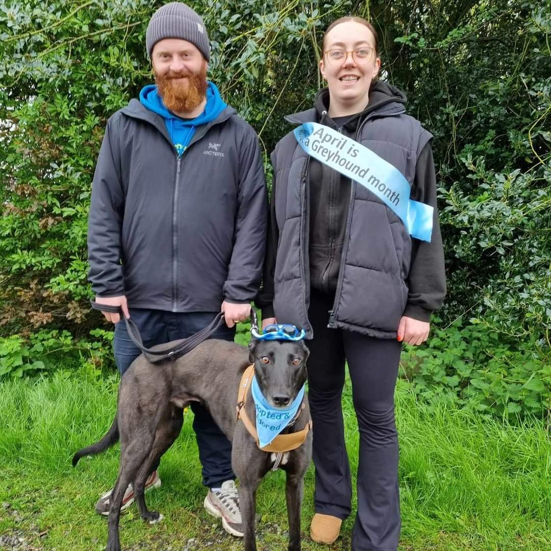 🌟HOMING NEWS🌟 BONO, now known as PADDY, is living with Sophie and Callum in the Wigan area. He is their first greyhound - and what better lad to have than PADDY who was a perfect gentleman whilst in kennels. 😍 Congratulations to PADDY, Sophie and Callum.