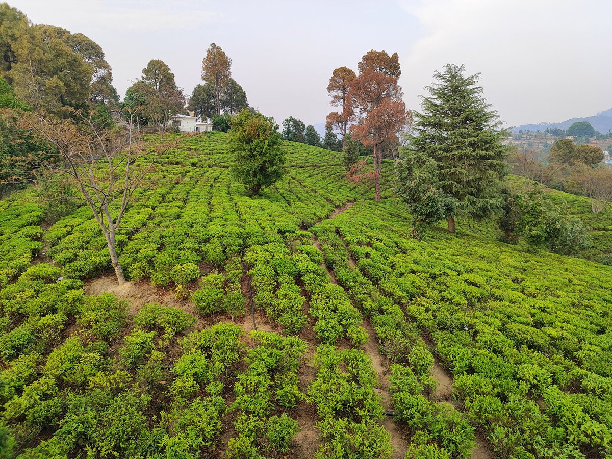 #Tea Garden 
#चम्पावत
#उत्तराखंड_मांगे_भू_कानून