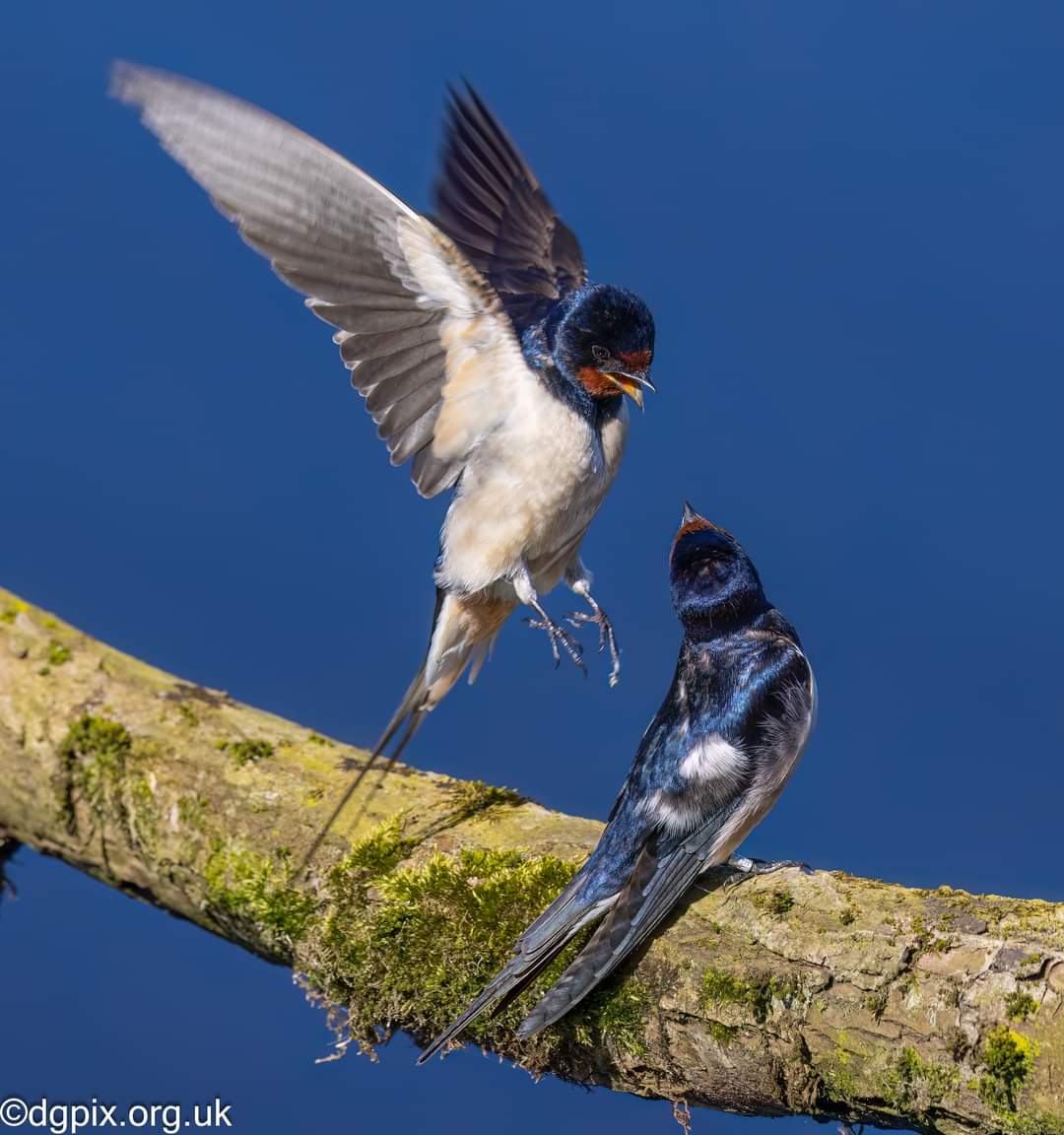 Good to see the swallows back in the local patch, along with some sun and heat. Spring here finally I hope! #spring #birds #photography #nature #wildlife