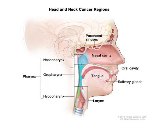 What are cancers of the head and neck? Head and neck cancers originate in various tissues within this region. They typically include cancers of the mouth, throat (pharynx), voice box (larynx), nose, sinuses, salivary glands, and the thyroid gland. #EarlyDetection is key!