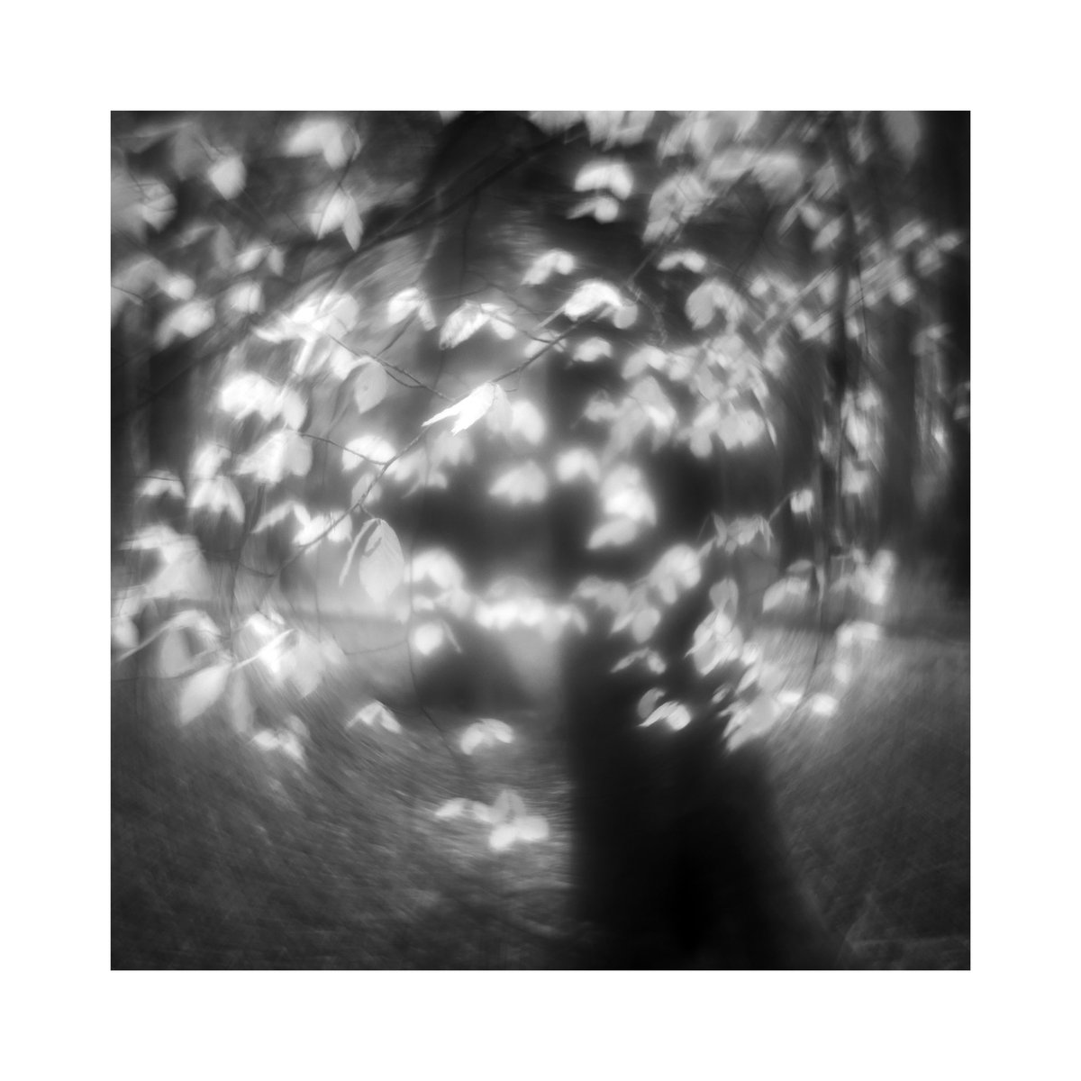 Luminous Beech Leaves, Oxfordshire. 

#photography #monochrome #bnw