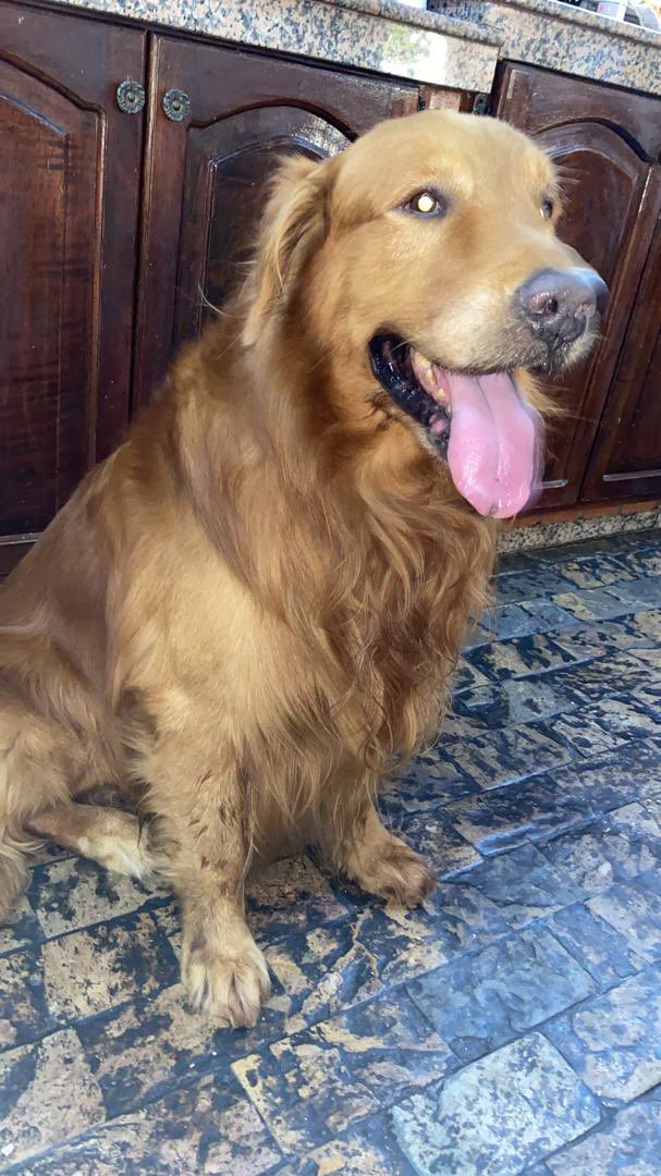 JConde24's tweet photo. Sam ❤️ Te doy las gracias por todo el amor que nos diste, el tiempo nunca fue suficiente para seguir jugando, fuiste el mejor compañero que alguien pudo tener, espérame en el otro lado del arcoíris, si? te amaré por siempre mi ángel 🦁 https://t.co/1vafeqcsdP