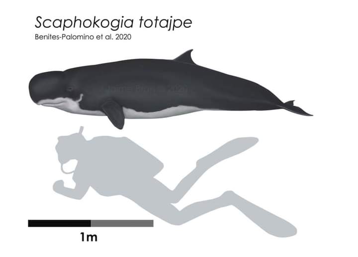It's been 4 years since the description of Scaphokogia totajpe, one of the most strange cetaceans from the neogene, it had different habits from its modern relatives being probably a benthic feeder that lived closer to the shore.