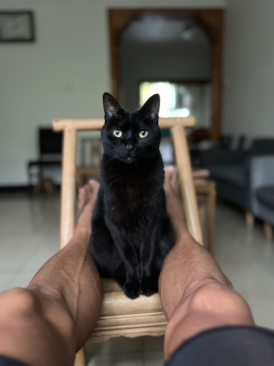 我家的小猫