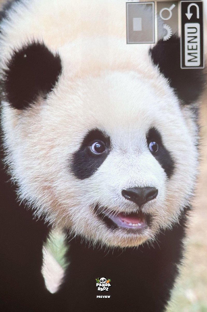 240422
내 이름은 루랑둥
햇쨜이죠
☀️🐼☀️
#루이바오 #Ruibao #睿宝