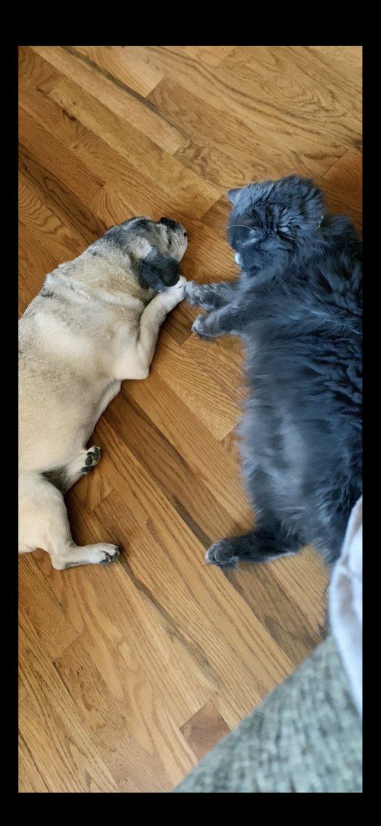 We bid farewell to Giuseppe. It was horrible.
The loyalty, companionship, unconditional love our pets give us can’t  be replaced. Here’s a toast to our fabulous pets.
They will never be forgotten.
Our pug/beagle was 16.
Thank God for what they gave us. It lasts forever.