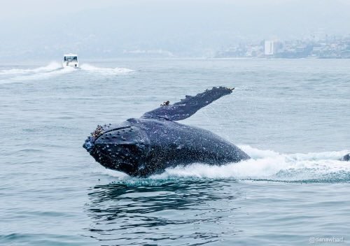 Another amazing day in Dana Point , this Humpback Whale stole the show very close to the beach in Laguna Beach @DanaPointTimes @VisitCA @visitlaguna