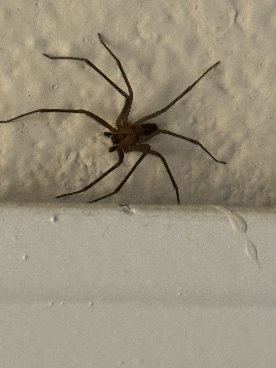 It’s Spring time which means my nemesis reappears…Brown Recluse come out of hiding. This is the 4th one to meet his end by my hand this year. @KAKEnews