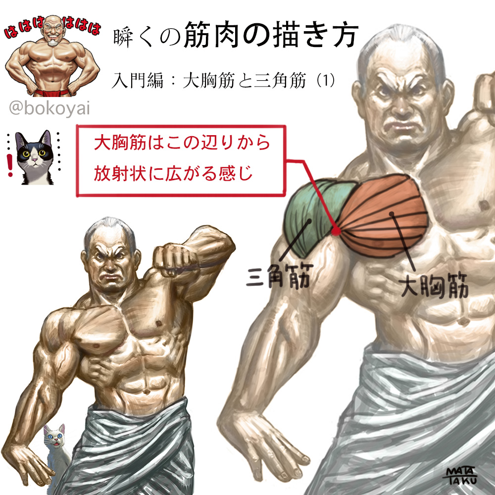 よく描く所なのに結構面倒な構造をしている大胸筋と肩の三角筋について簡単にまとめてみました。
大胸筋と三角筋は仲良しで一緒に動くけど構造がわかりづらい。
完璧とは言えませんが大体の構造を理解する上での参考にしていただければと思います。 
