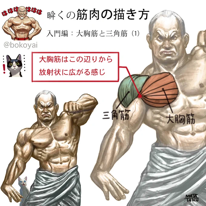 よく描く所なのに結構面倒な構造をしている大胸筋と肩の三角筋について簡単にまとめてみました。
大胸筋と三角筋は仲良しで一緒に動くけど構造がわかりづらい。
完璧とは言えませんが大体の構造を理解する上での参考にしていただければと思います。 