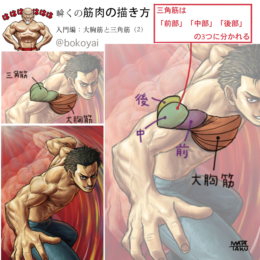 よく描く所なのに結構面倒な構造をしている大胸筋と肩の三角筋について簡単にまとめてみました。
大胸筋と三角筋は仲良しで一緒に動くけど構造がわかりづらい。
完璧とは言えませんが大体の構造を理解する上での参考にしていただければと思います。 