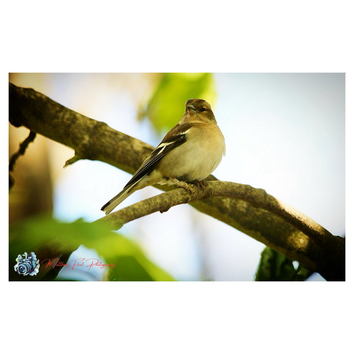 Chaffinch Wassell Grove, UK 🏴󠁧󠁢󠁥󠁮󠁧󠁿 #Chaffinch #WassellGrove #Photography