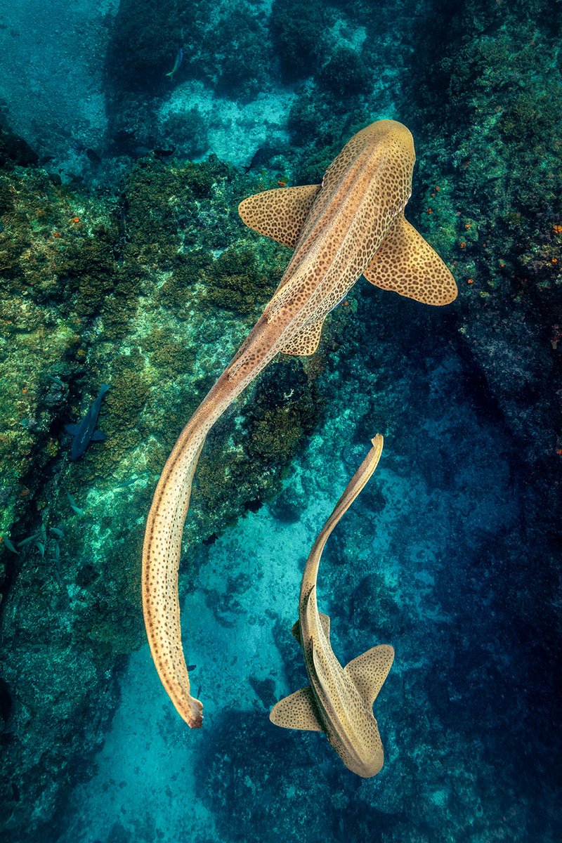 Natures art, the stunning Leopard Shark. Julian Rocks Nature Reserve Northern Rivers NEW SOUTH WALES @ Jordan Robins Photography #naturesart #nature #art #leopardshark #NorthernRivers #NewSouthWales