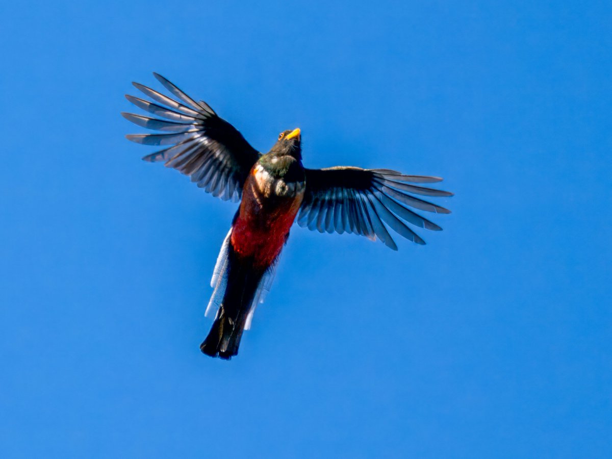 This elegant trogon flew over me when I was looking at some rhyolites. This is why geologists often become birders.