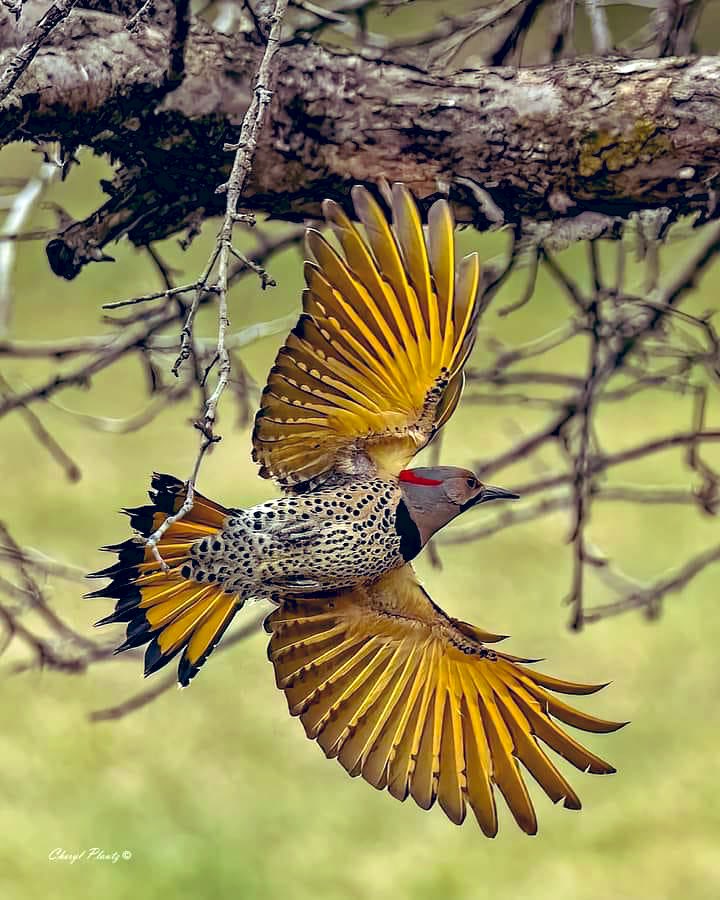 (The Yellow Northern Flicker in Flight—“Freedom”)