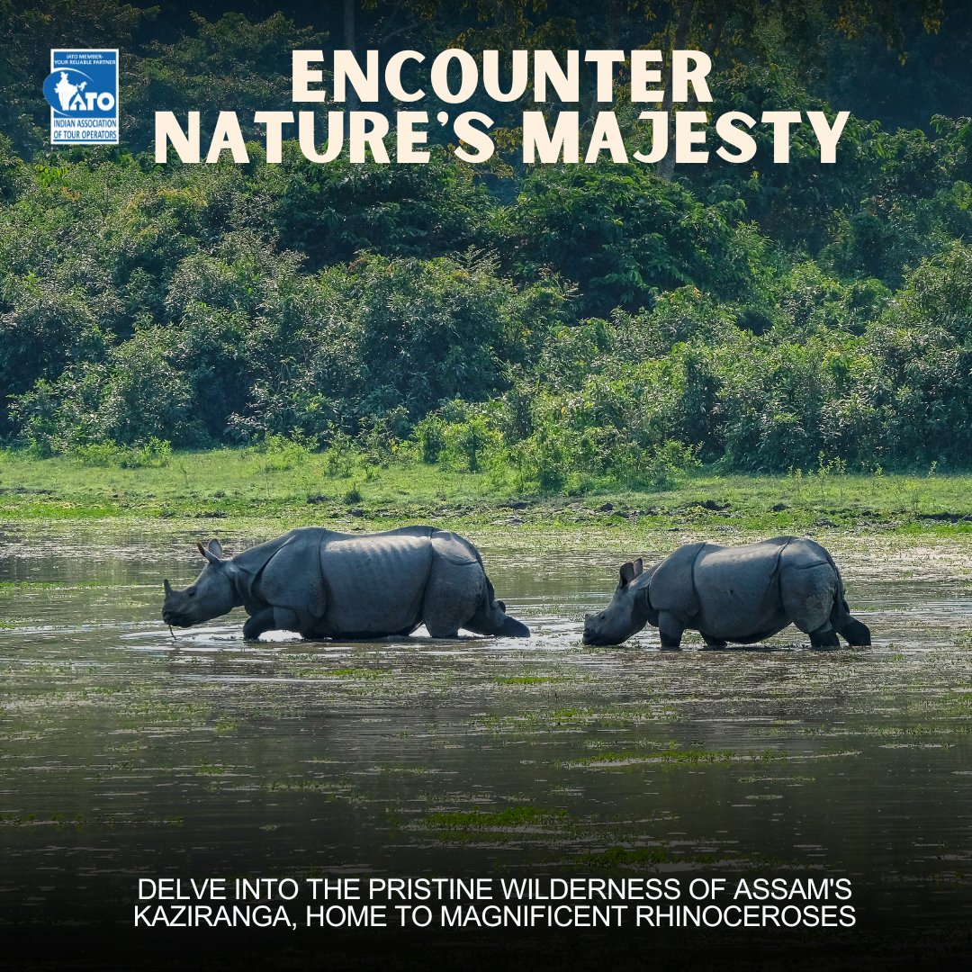 Embark on a wildlife adventure in the heart of Assam at Kaziranga National Park! Immerse yourself in the mesmerizing landscapes where rhinos roam freely and nature thrives. #Assam #WildlifeWonder #NatureConservation #UNESCO #ExploreAssam #IncredibleIndia #tourismgoi