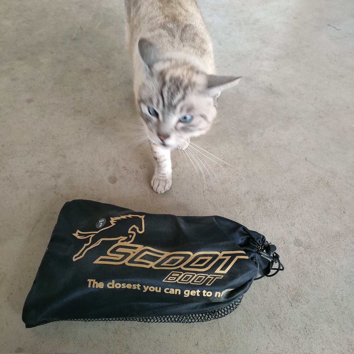 MichikusaStable's tweet photo. そんな皆の靴はこちら
#scootboot🐴👟

東京オリンピックの障害、団体で銀メダルを取ったスウェーデンチームの2頭が裸足でした🇸🇪🥈🏇

その子達も普段ご愛用なのがこちらのスクートブーツです👆
日本での取扱はグローバルセレリアさんです😊
https://t.co/mylqHUQSy0 https://t.co/whDF3EAD1E