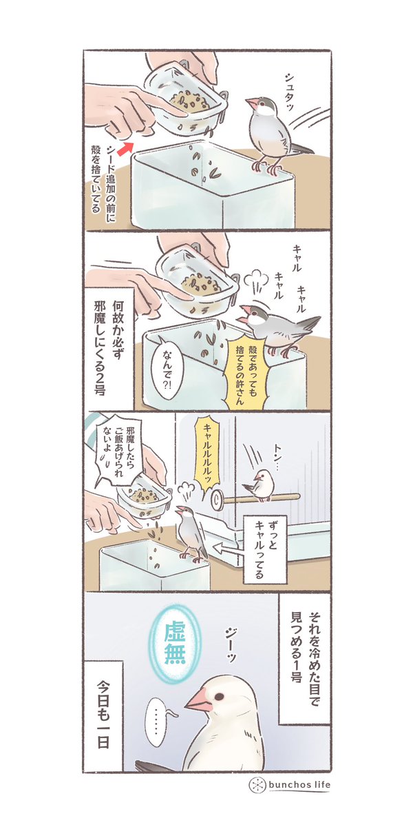 シードの殻を捨ている最中何故かずっと怒っている2号とそれを冷静な眺める1号(2号のお引越しの続きはまた後日…)
#文鳥 
#4コマ漫画 