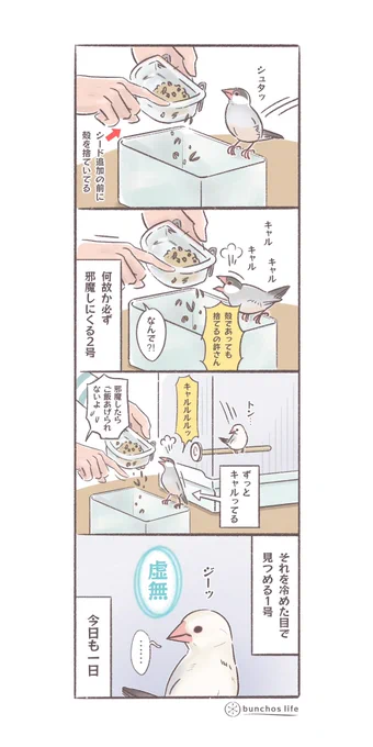 シードの殻を捨ている最中何故かずっと怒っている2号とそれを冷静な眺める1号(2号のお引越しの続きはまた後日…)
#文鳥 
#4コマ漫画 