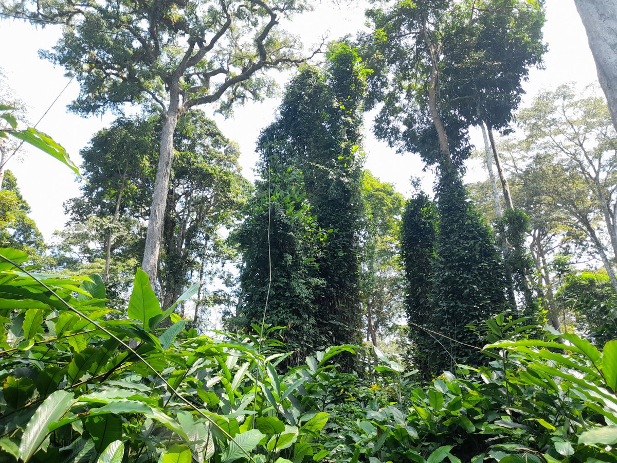 🌿Discover the enigmatic Marantaceae forests of Africa in our  latest review! Could these forests be one of the rare examples of  alternative stable states in tropical ecosystems? Our review suggests yes, yet much remains to be uncovered: bsapubs.onlinelibrary.wiley.com/doi/pdfdirect/…
#TropicalForests