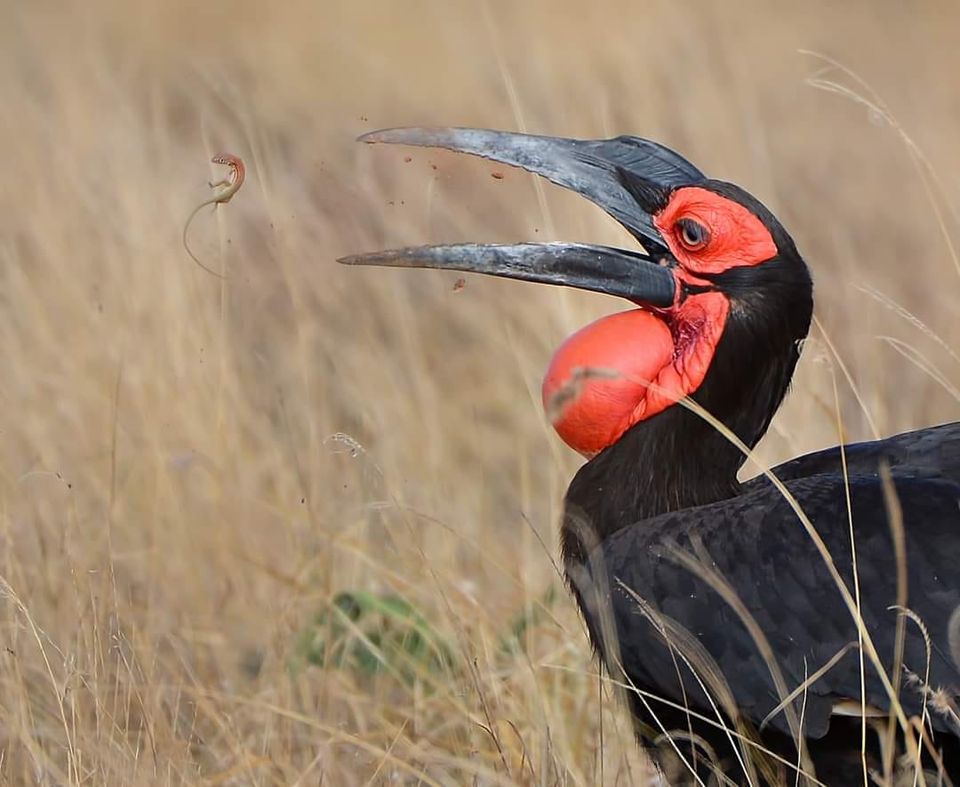 Mondays are the perfect launch pad for the week. Just like this magnificent Southern ground hornbill, seize the opportunities that lie ahead and make this week count. 
#TunzaMaliYako #ExploreExperienceConserve
📷 Billy Dodson 
📌 Tsavo East National Park