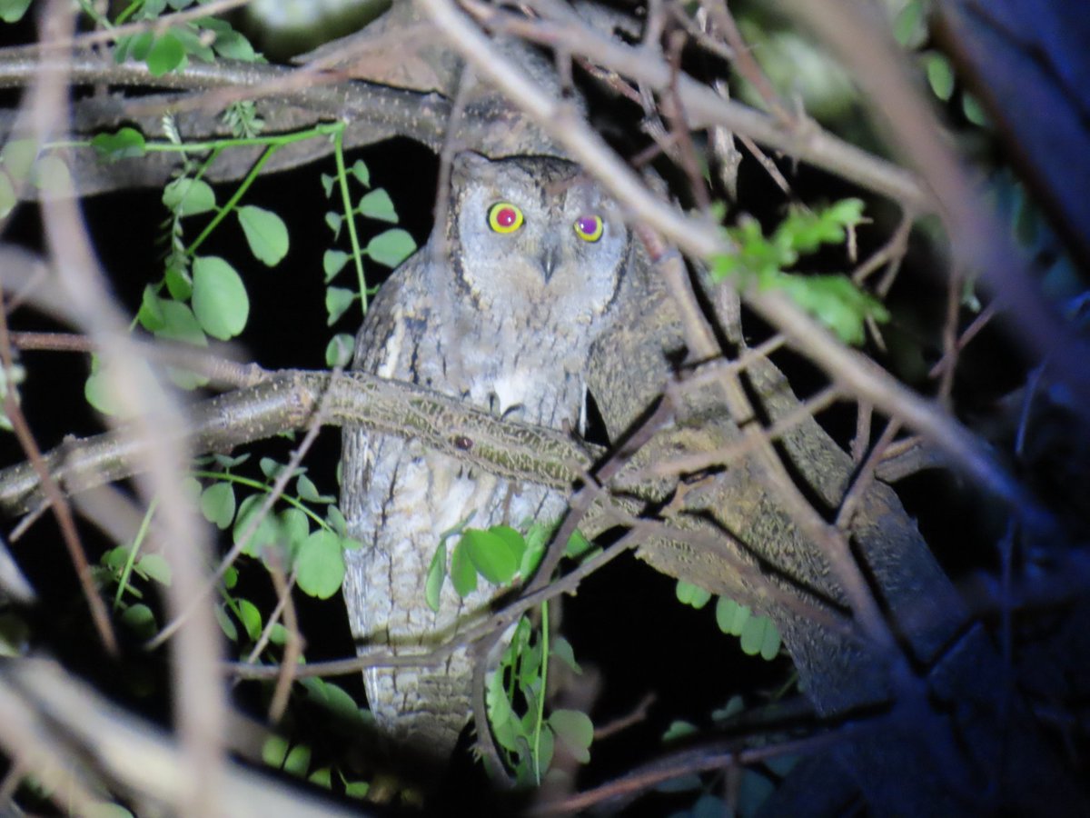 Bedtime treat for @naturetrektours clients at the delightful Il Duchesa in Alberese. It took some finding but here is one of the Scops Owls that serenade us each night.