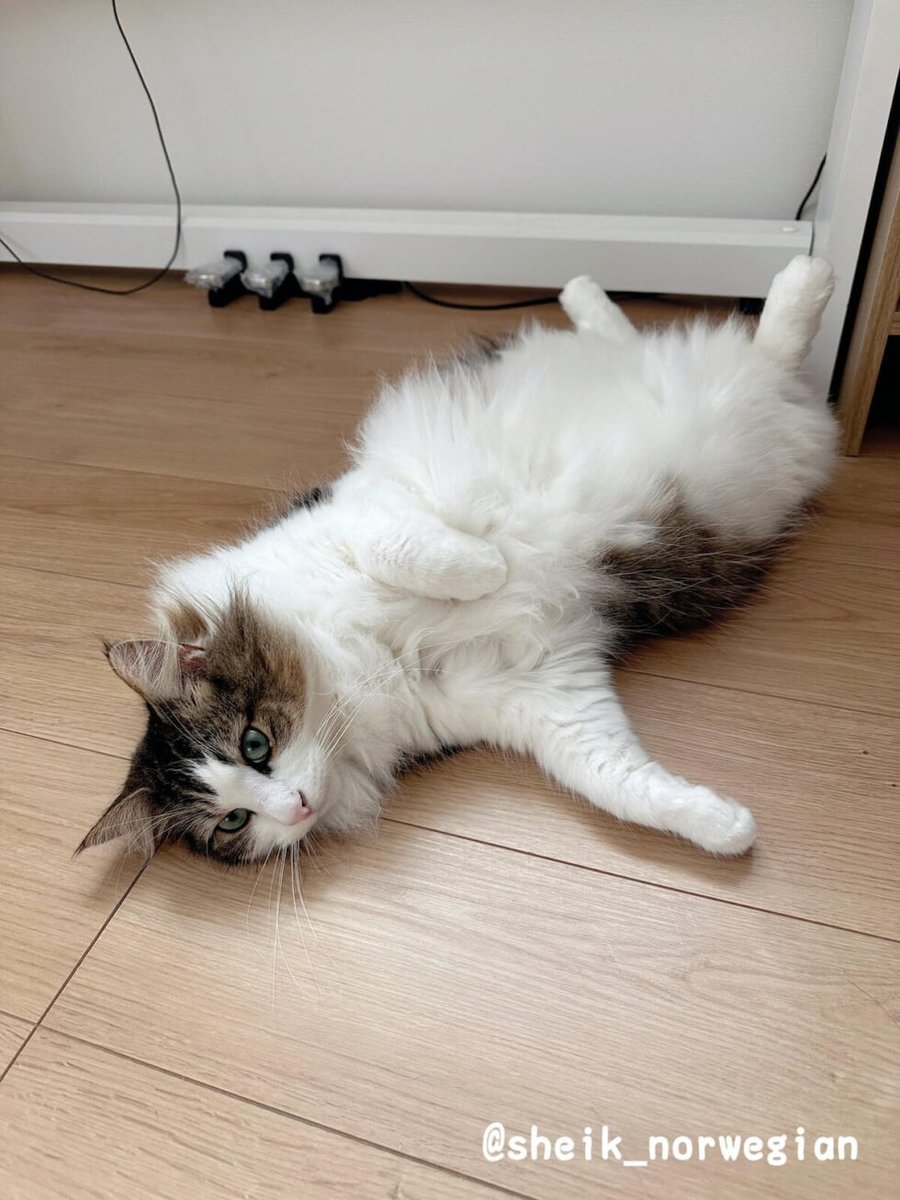 「「1週間の疲れが消し飛んだ」帰宅してすぐ猫を吸わせてもらった飼い主さん、その姿勢」|ごる猫 Σ(っ=ΦωΦ)っのイラスト
