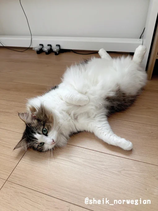 「1週間の疲れが消し飛んだ」帰宅してすぐ猫を吸わせてもらった飼い主さん、その姿勢に猫へのリスペクトが滲み出る | Cat Press  