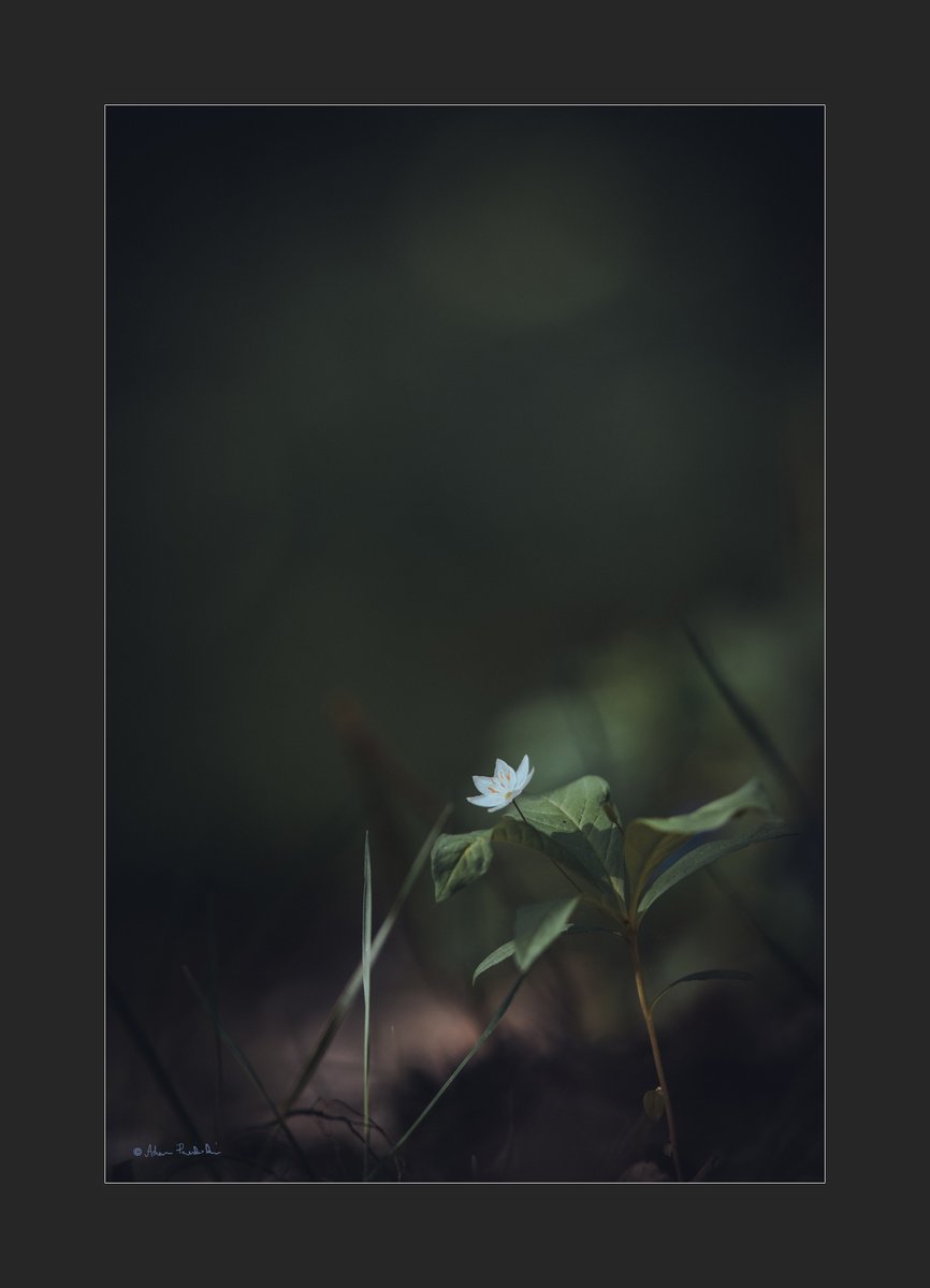 #Flowers #Spring #lasy #NaturePhotography #wildlifephotography #forest #自然 #nature #photography #fotografia #puszcza #April #Poland