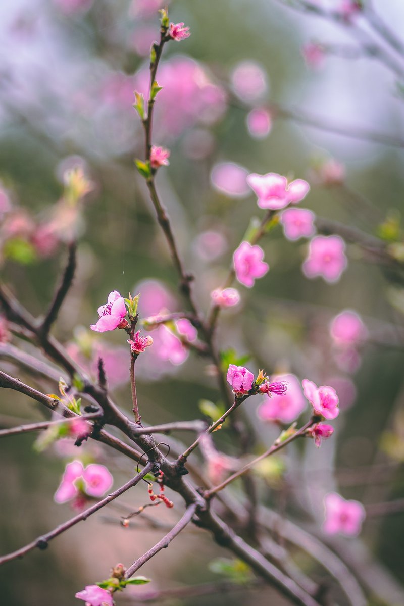 I'd love to see your shots of spring! – share them in the comments! 🌳 🌸