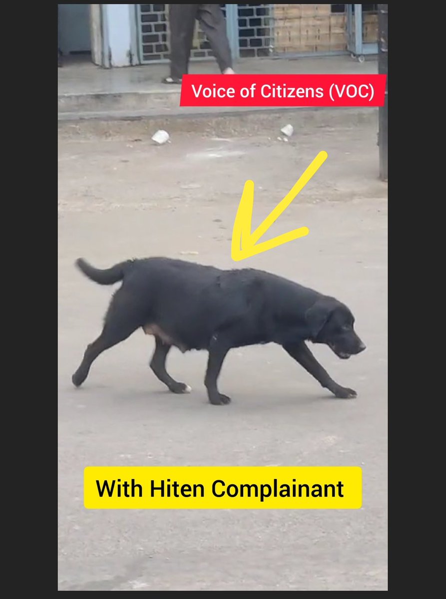 As of this morning ... The black Indian breed dog in the video is safe and stays in the colony opposite the shop of the criminal.