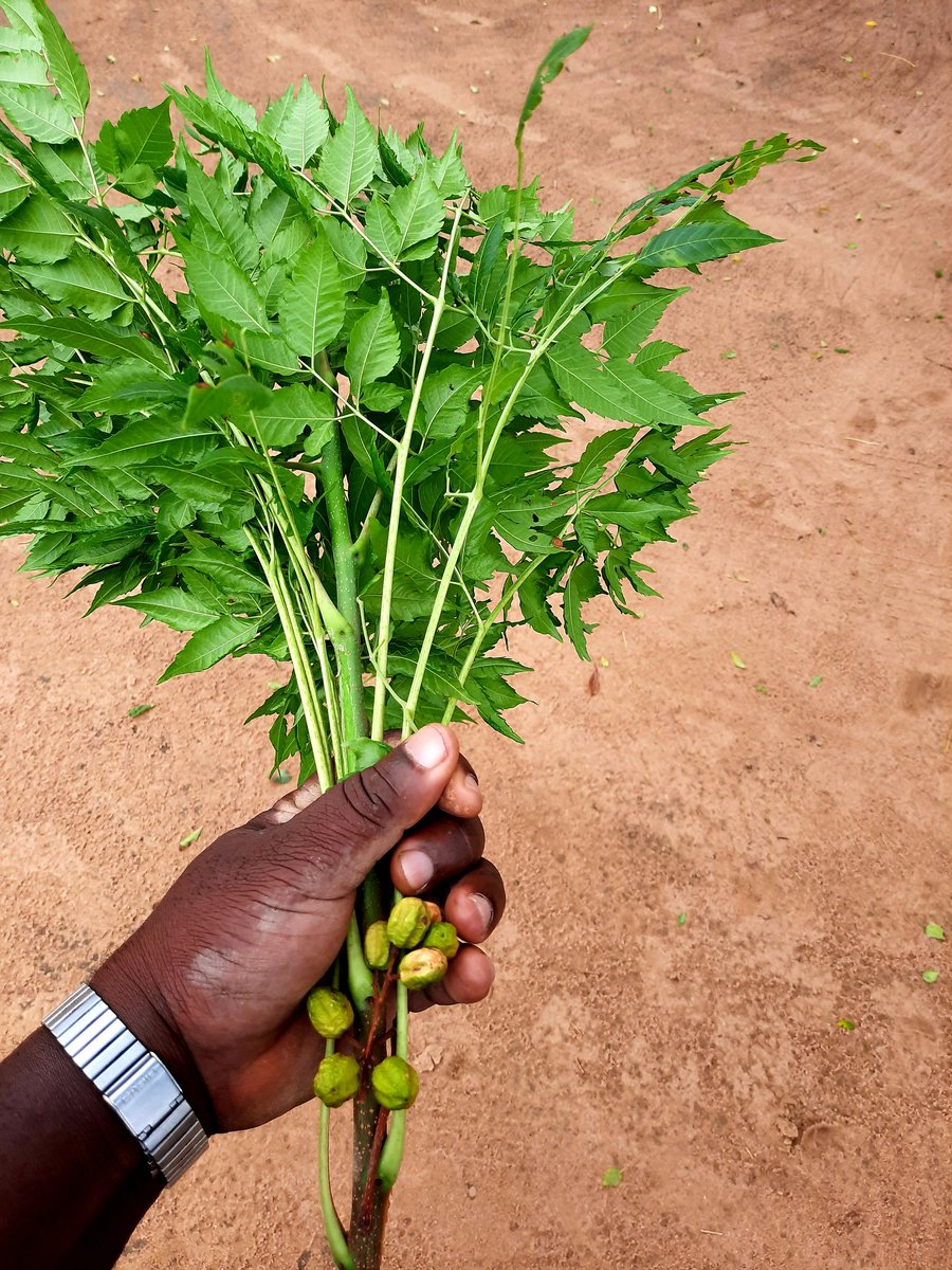 @MaminiminiObert @lmakombe @JosephKamuzhan1 DID YOU KNOW? The tree shown in pics, in Hwedza we call it 'MUKINA'. It's very common at homesteads & institutions. The leaves 🍃 are being used to treat January Disease (Theileriosis) with wonderful results in just 2 to 3 days!!