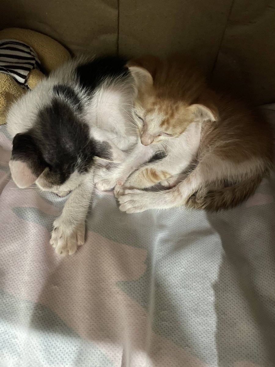 CatsterClub's tweet photo. 🏠หาบ้านให้น้องแมว🏠
ไม่น่าใจอายุกับเพศนะคะ อายุน่าจะประมาณ3สัปดาห์ได้ค่ะ แต่คิดว่ายังไม่ถึงเดือนหรือไม่ก็อาจจะเดือนนิด ๆ
 ตัวนึงสีขาวดำค่ะ ลายข้างหลังเหมือนมิกกี้เมาส์ 
อีกตัวเป็นแมวขาวส้ม ตัวนี้ติดคนมากค่ะ

***ขอคนที่พร้อมจ่ายค่ายา ค่าวัคซีน ค่าทำหมันให้น้องตลอด และต้องอัปเดตน้องแมวให้กับเราทุกสัปดาห์ตลอด1ปีค่ะ***

ขอคัดบ้านและขอคนมีเวลาให้นมน้องนะคะ เพราะยังไม่หย่านมเลย  ฟันขึ้นแล้ว แต่ขาหลังยังอ่อนแรงอยู่ค่ะ

พิกัด พระสมุทรเจดีย์ สมุทรปราการ
ติดต่อ โทร0860210164

ใครสนใจรับดูแลติดต่อหาเจ้าของได้เลยนะคะ หรือ ช่วยกันรีกระจายข่าวก็ได้ค่า มาช่วยกันหาบ้านอันอบอุ่นให้น้องกันนะคะ