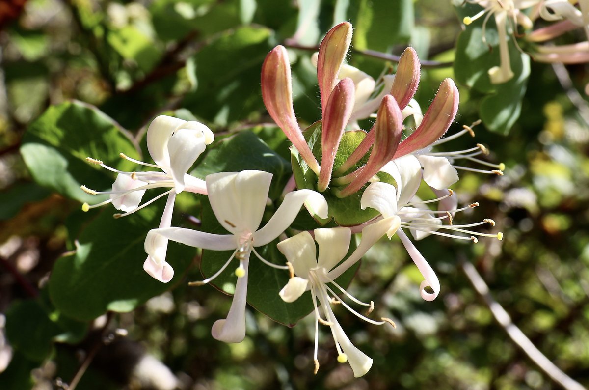 From my hikes...

Here is a lovely species belonging to the genus Lonicera.
Images of Spring.

Happy #EarthDay2024 

#hiking #hikingadventures #nature