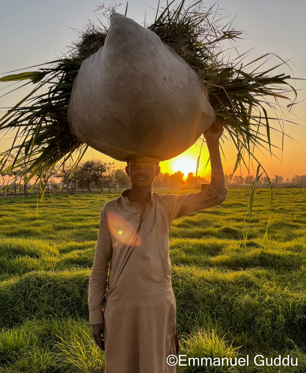 Big salute to our Pakistani farmers who are very hardworking and backbone of our Pakistan. . #farmer #famerslife #sindh #pakistani #Pakistan