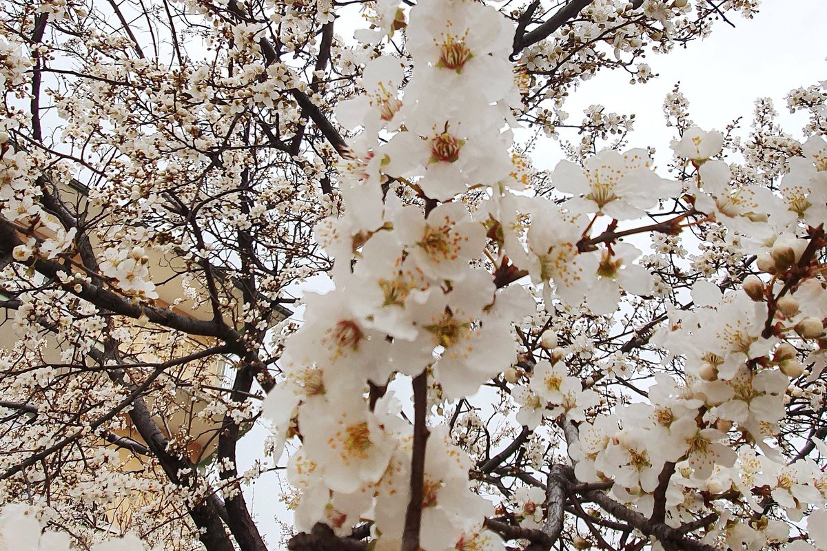 Sağlık, huzur ve bereketli haftalar diliyorum.

#HayırlıHaftalar 
#HayırlıSabahlar 🌸

📍 Hanımlar Lokali